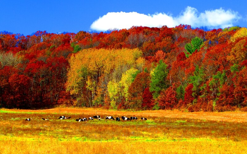 Cows Grazing in Field — Red