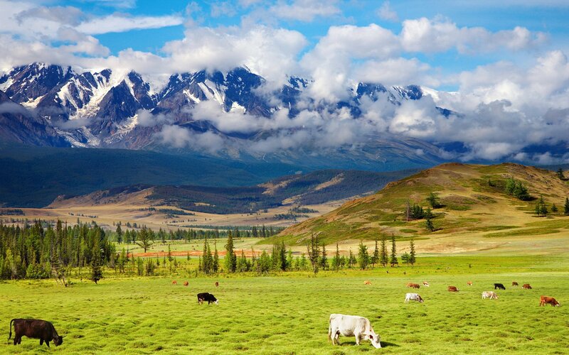 Cows Grazing in Field — Serene