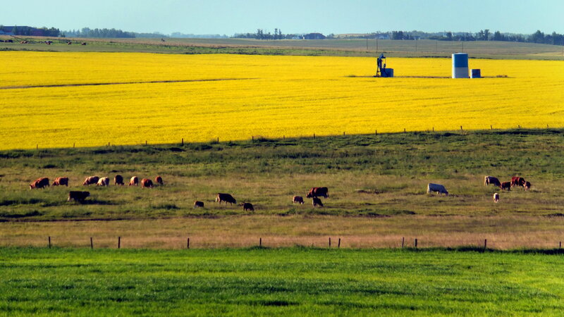 Cows Grazing in Field — Yellow, Serene