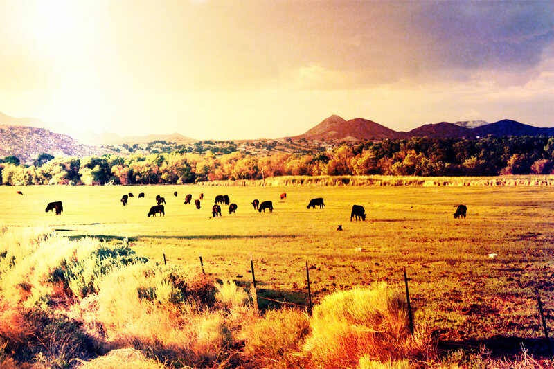Cows Grazing in Field — Yellow