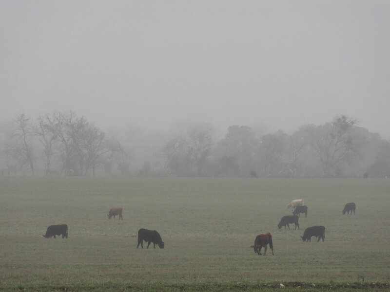 Cows Grazing in Fog