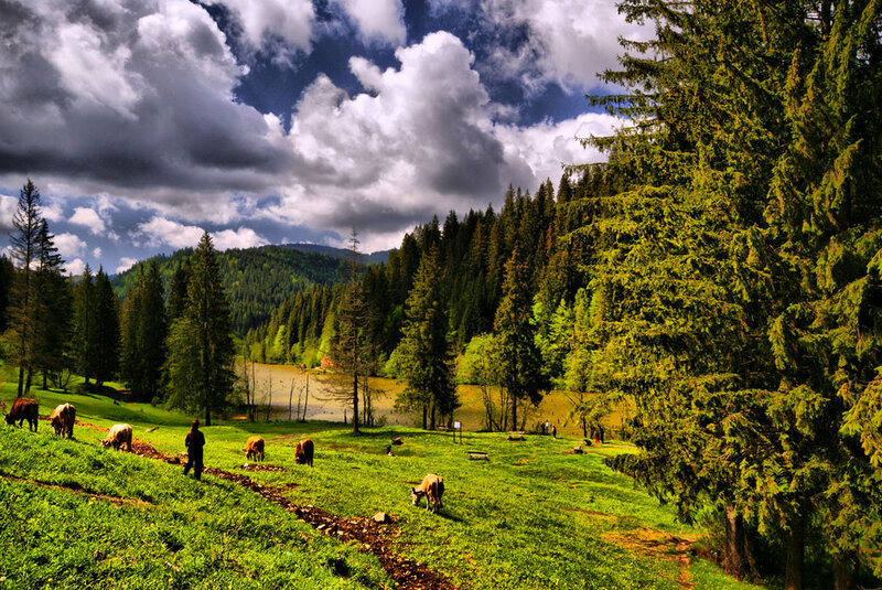 Cows Grazing in Meadow