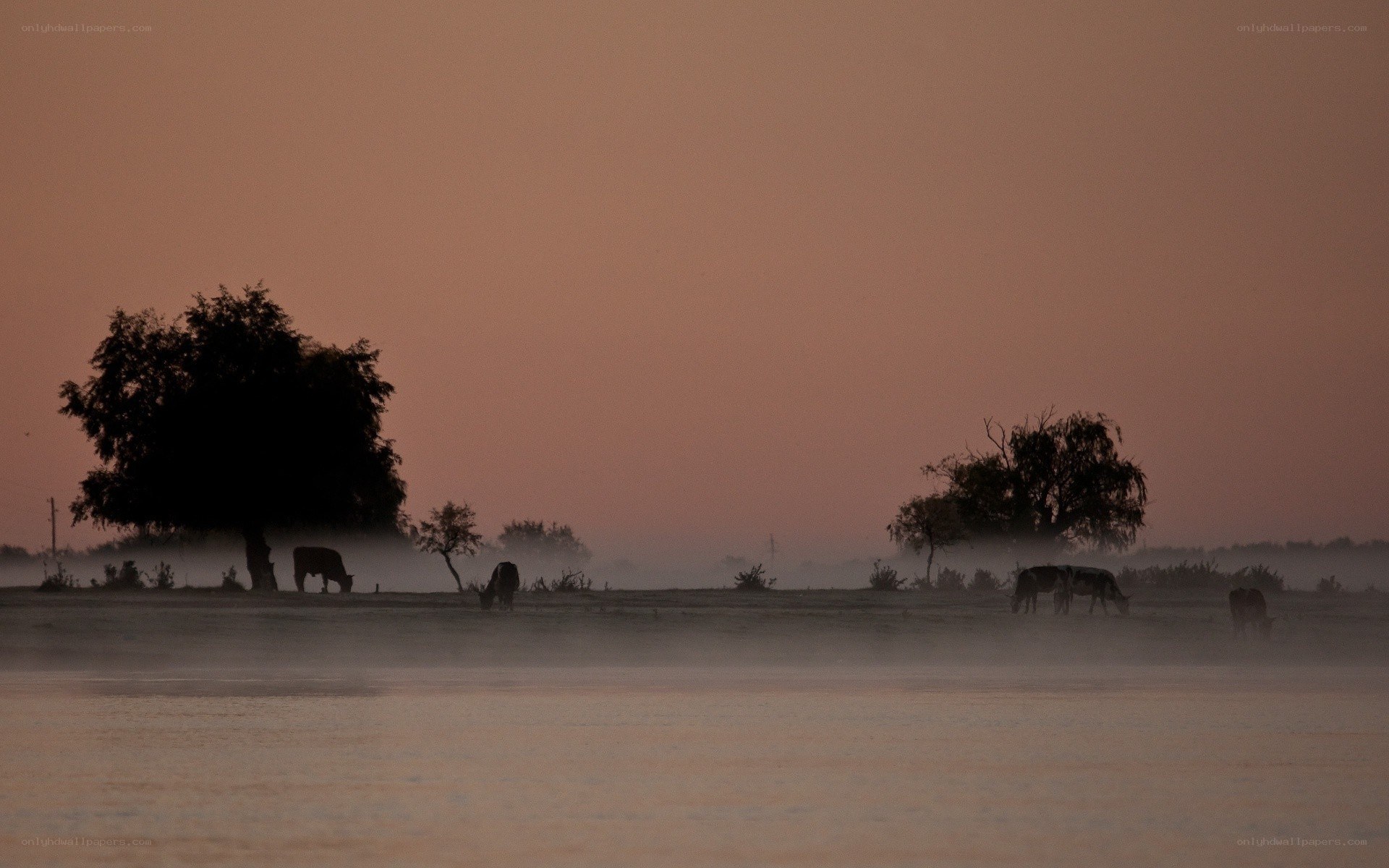Cows grazing in morning mist