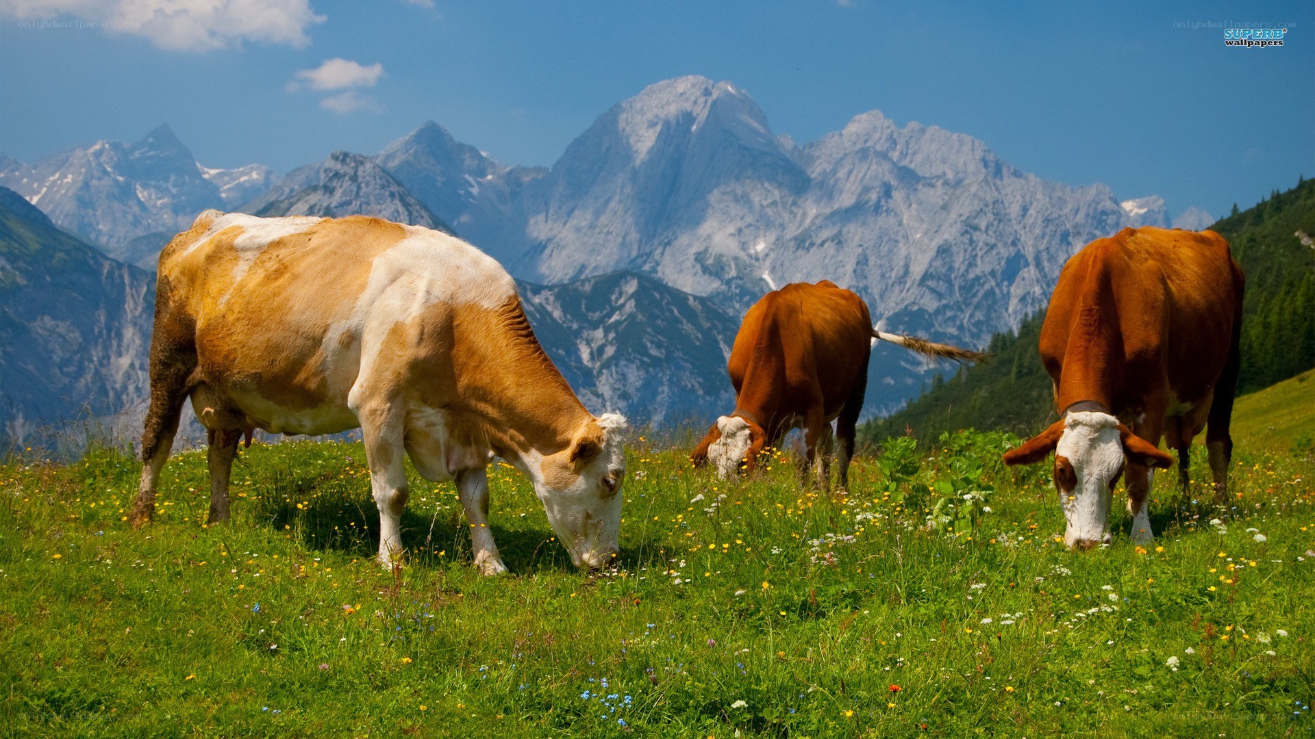 Cows grazing in mountain meadow