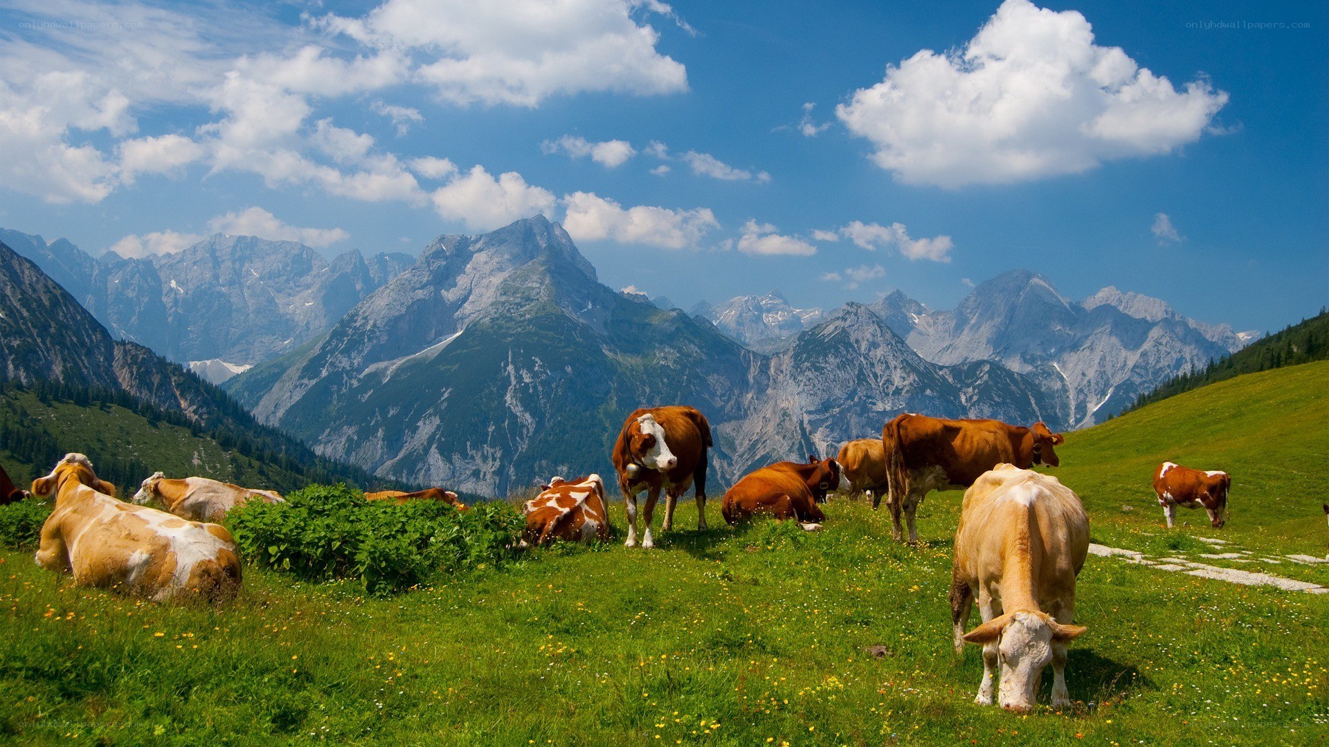 Cows grazing in mountain meadow