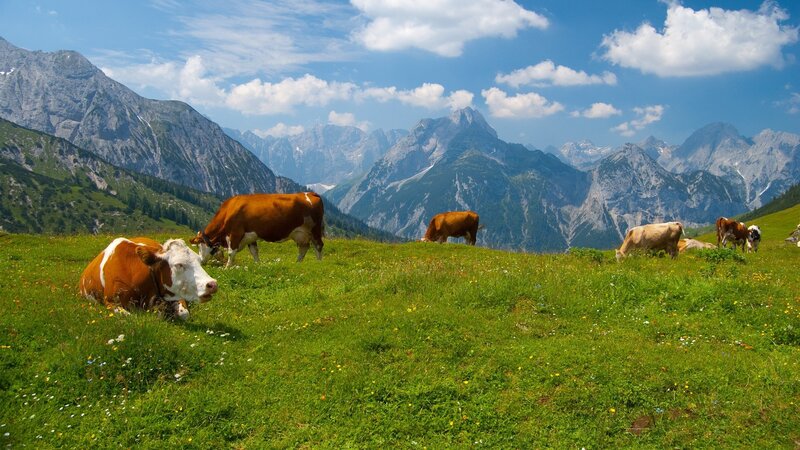 Cows grazing in mountain meadow