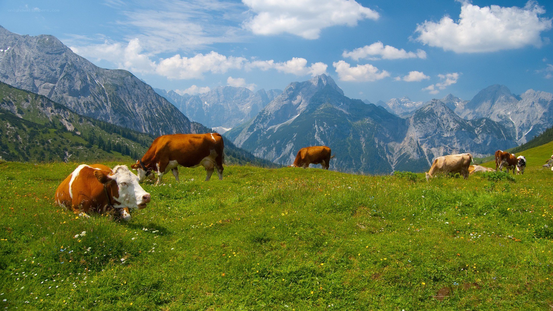 Cows grazing in mountain meadow
