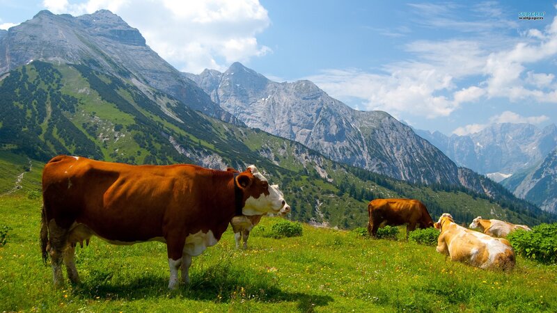 Cows grazing in mountain meadow