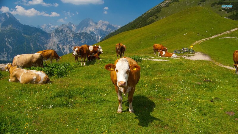 Cows grazing in mountain pasture