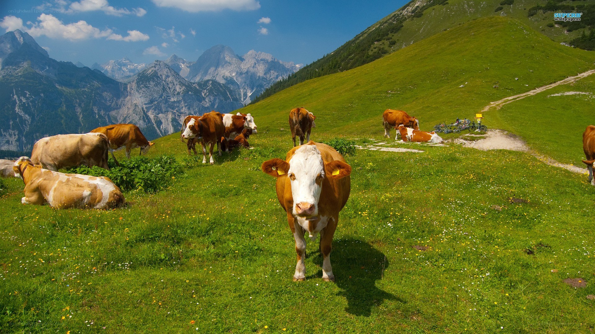 Cows grazing in mountain pasture