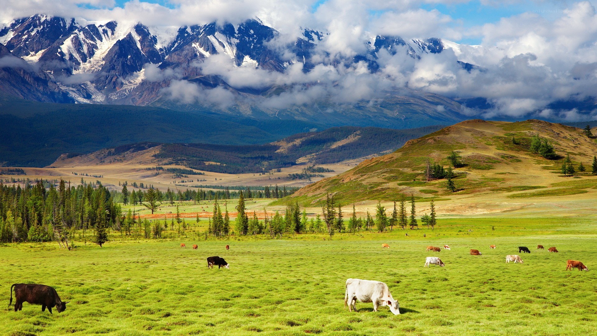 Cows grazing in mountain valley