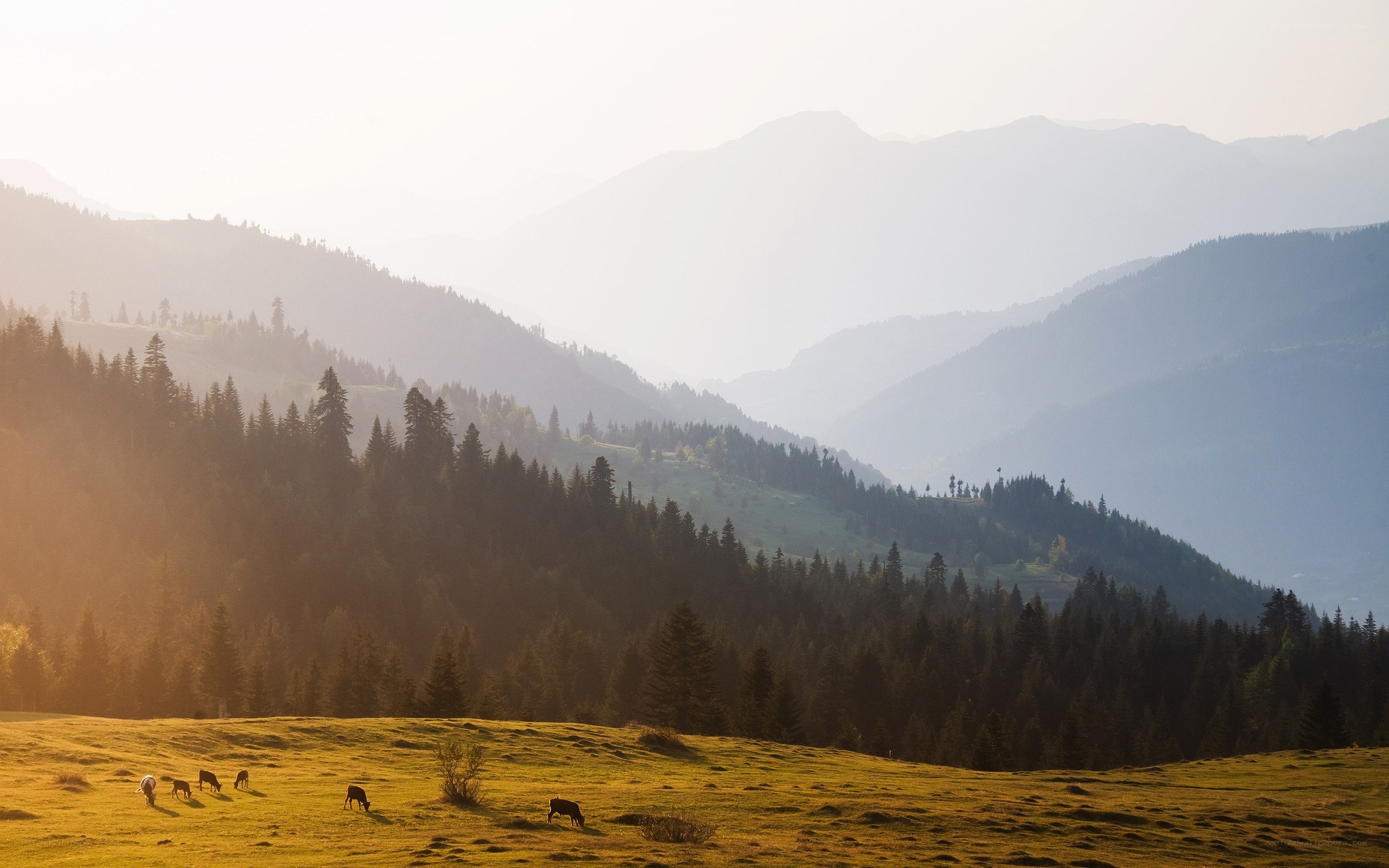 Cows grazing in mountain valley