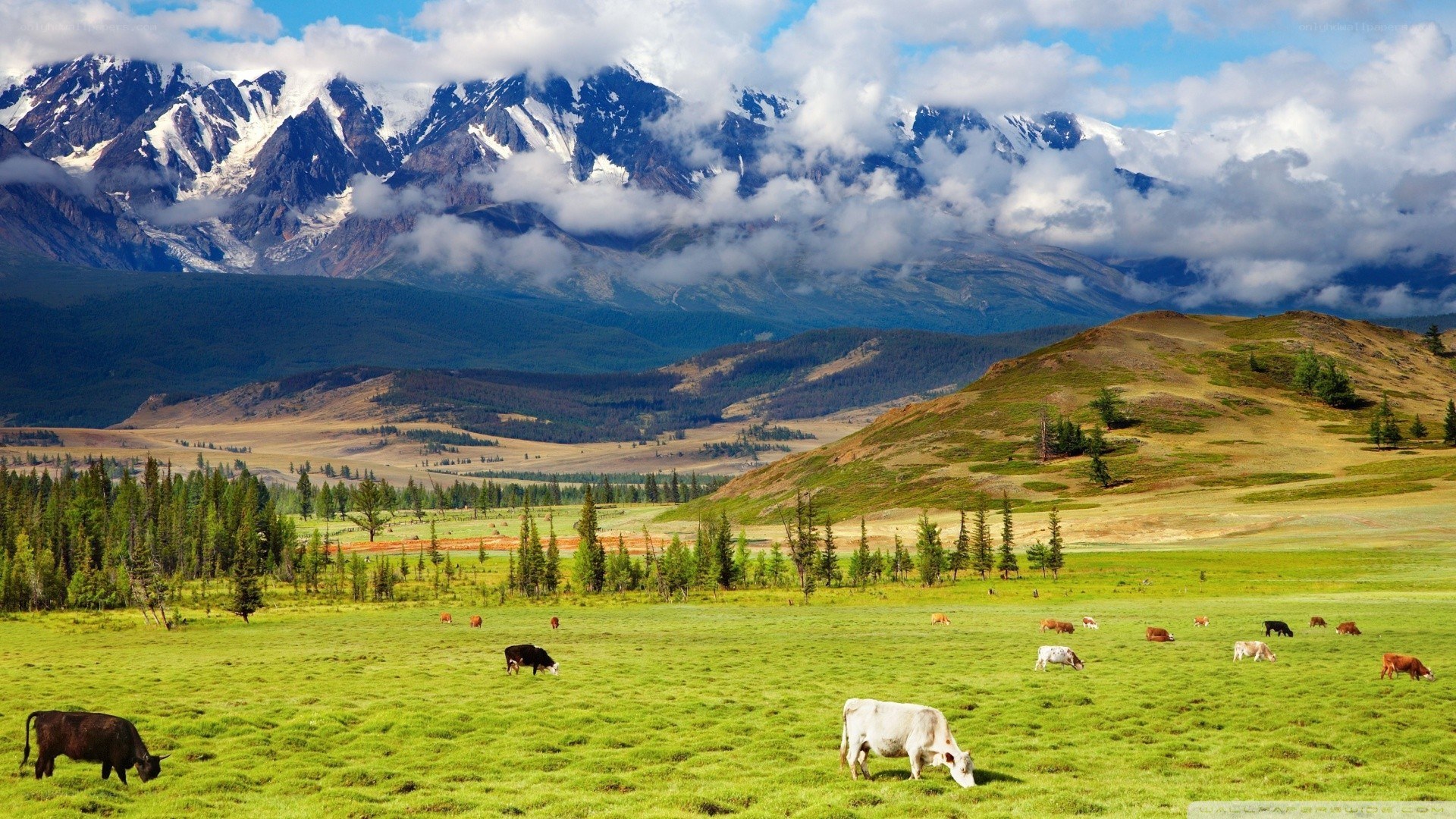 Cows grazing in mountain valley