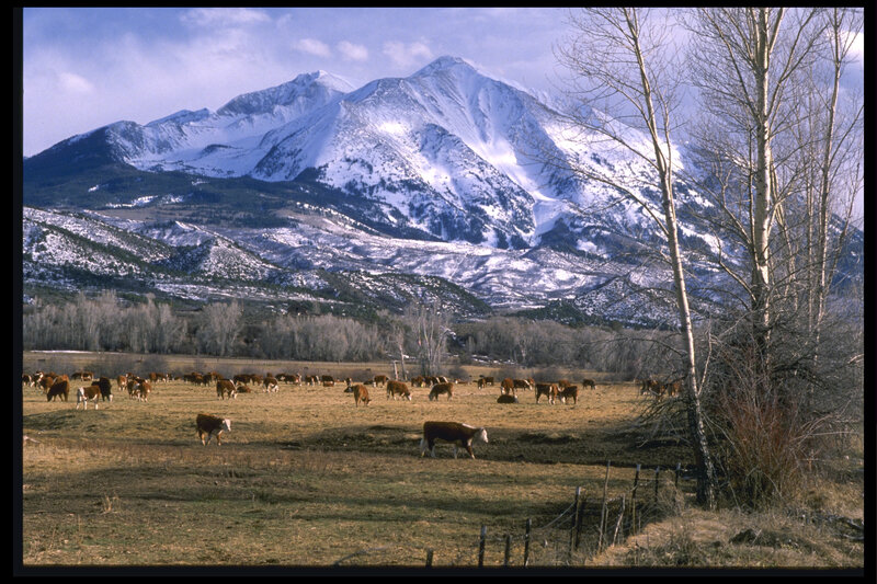 Cows grazing in mountain valley