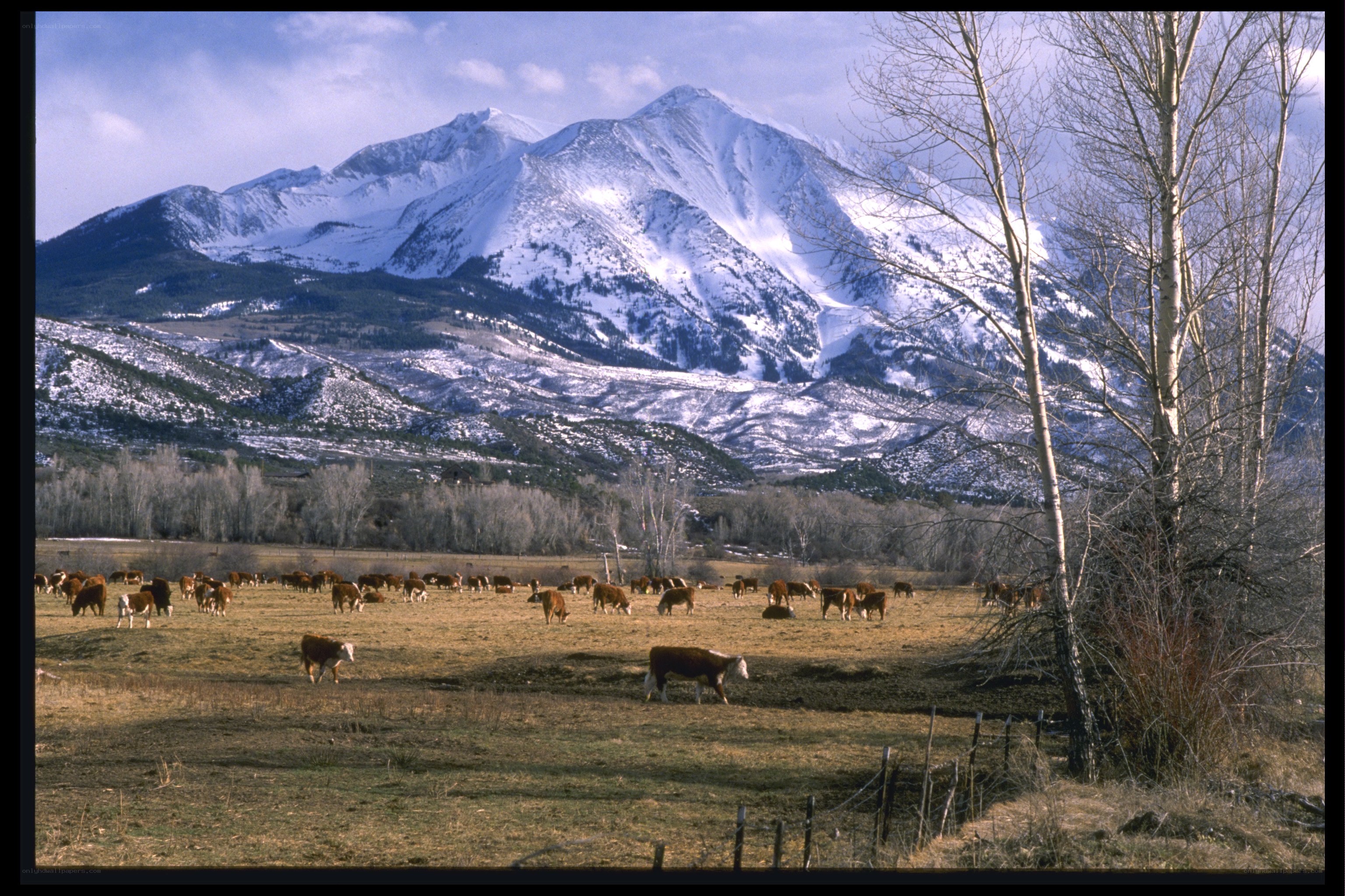 Cows grazing in mountain valley