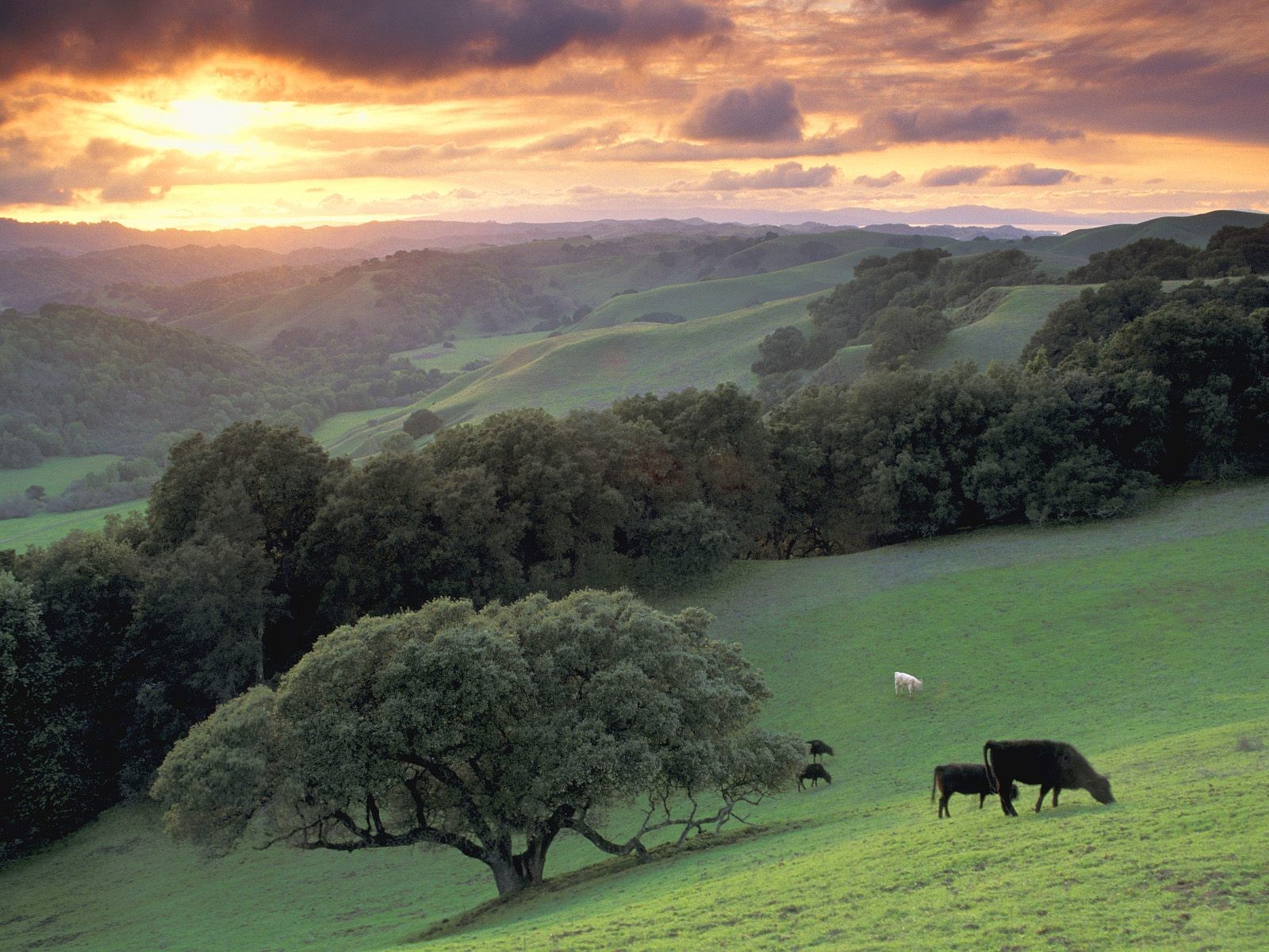 Cows grazing in rolling hills
