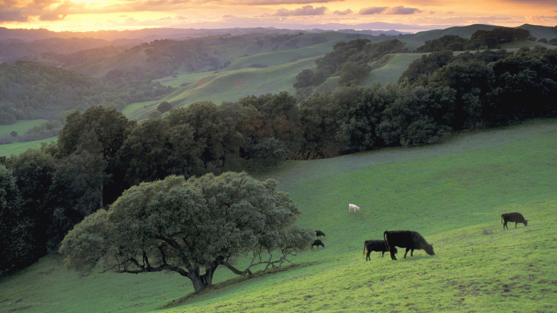 Cows grazing in rolling hills