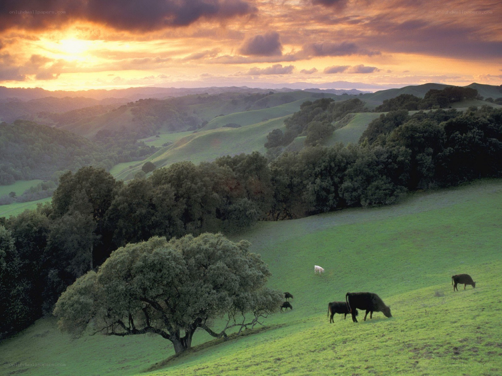 Cows grazing in rolling hills