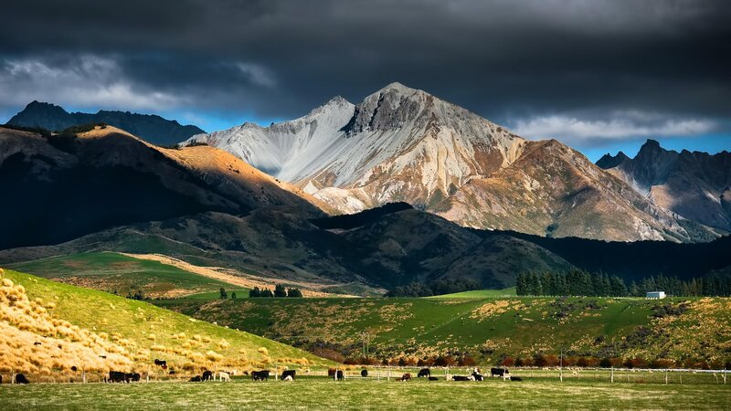 Cows Grazing in Valley — Green, Dramatic