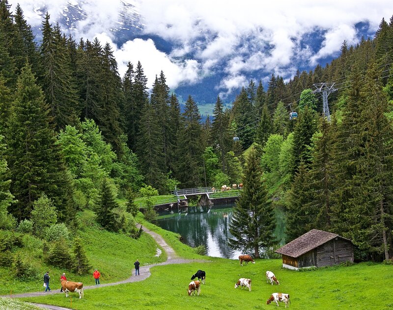 Cows Grazing in Valley — Green, Serene