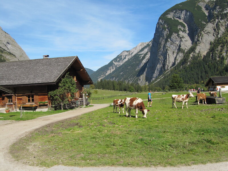 Cows Grazing in Valley