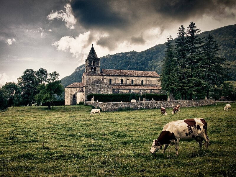 Cows grazing near a church