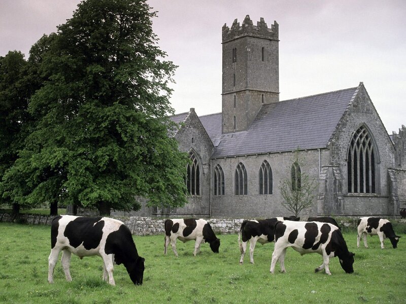 Cows grazing near a church