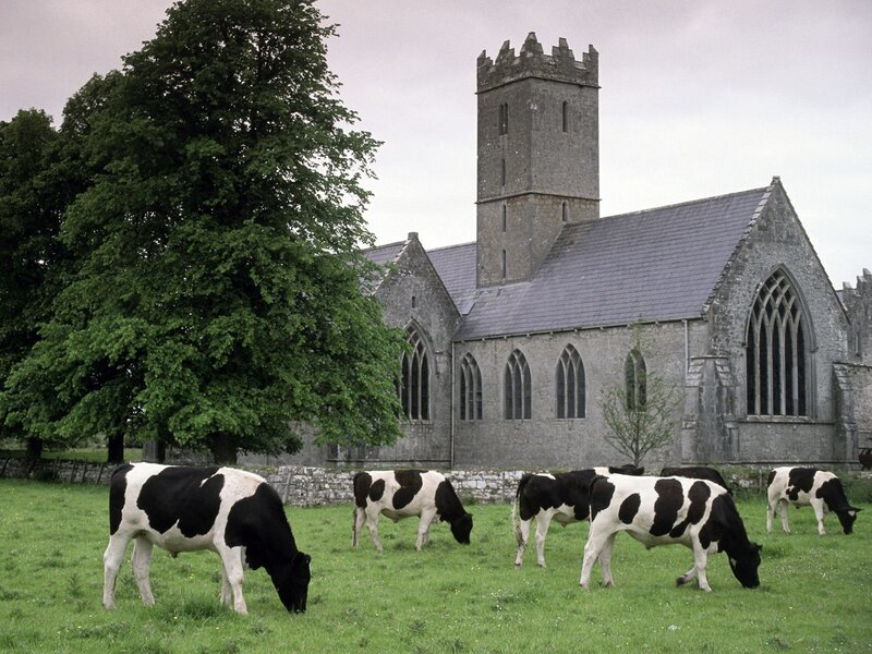 Cows grazing near a church