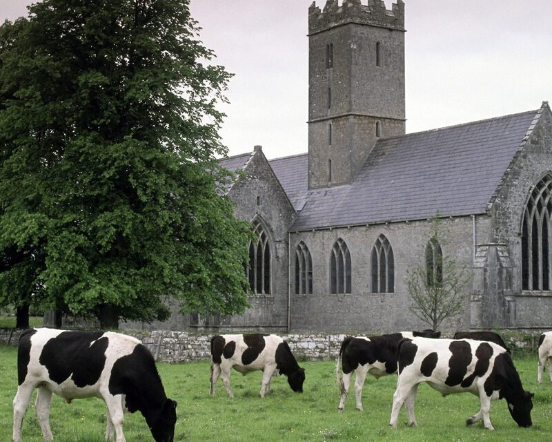 Cows grazing near a church