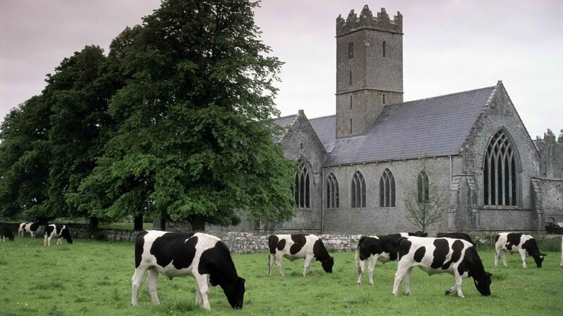 Cows grazing near a church