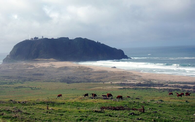 Cows grazing near a coastal cliff