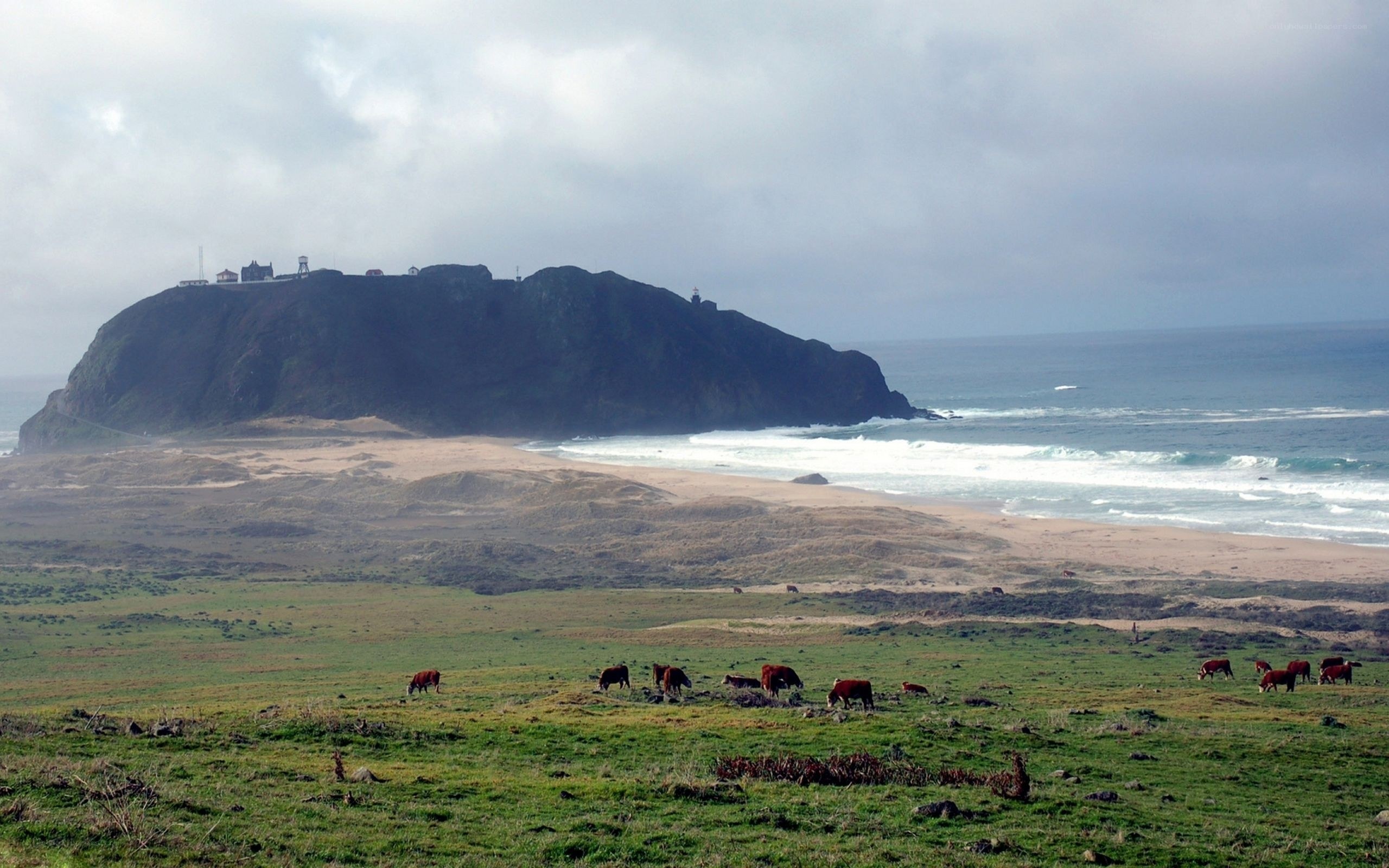 Cows grazing near a coastal cliff