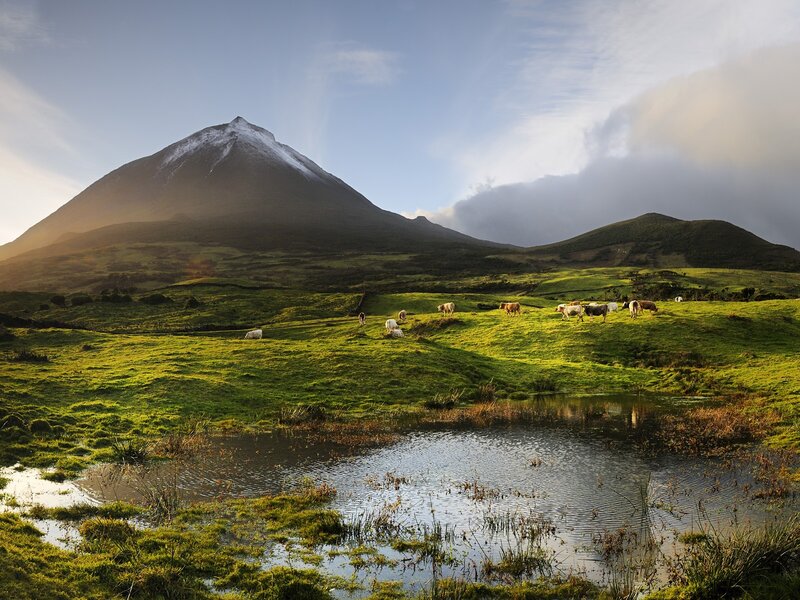 Cows grazing near a volcanic mountain