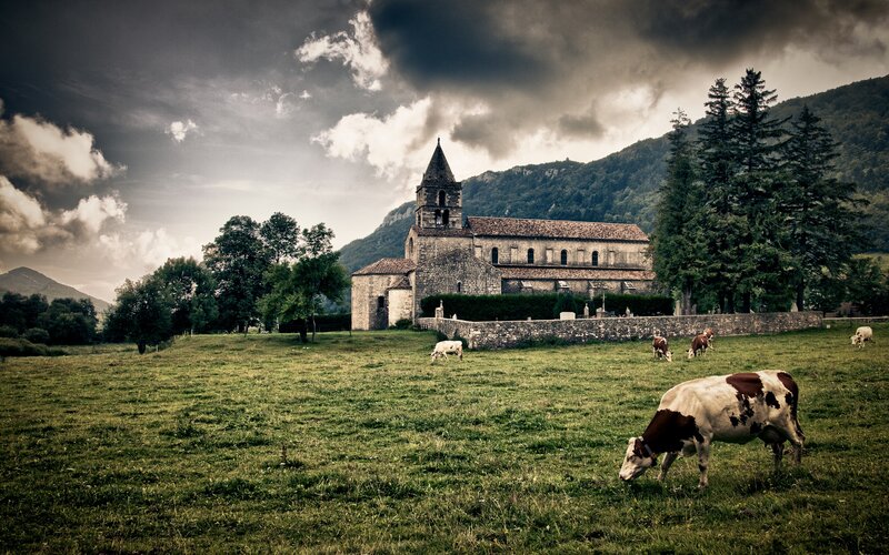 Cows Grazing Near Church