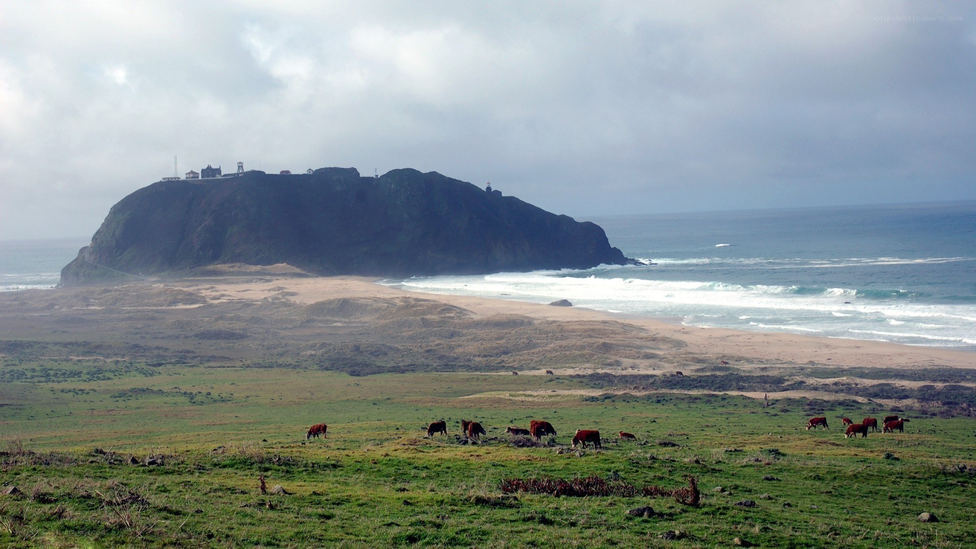 Cows grazing near coastal cliffs