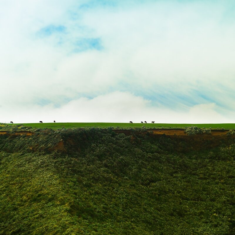 Cows grazing on a cliff