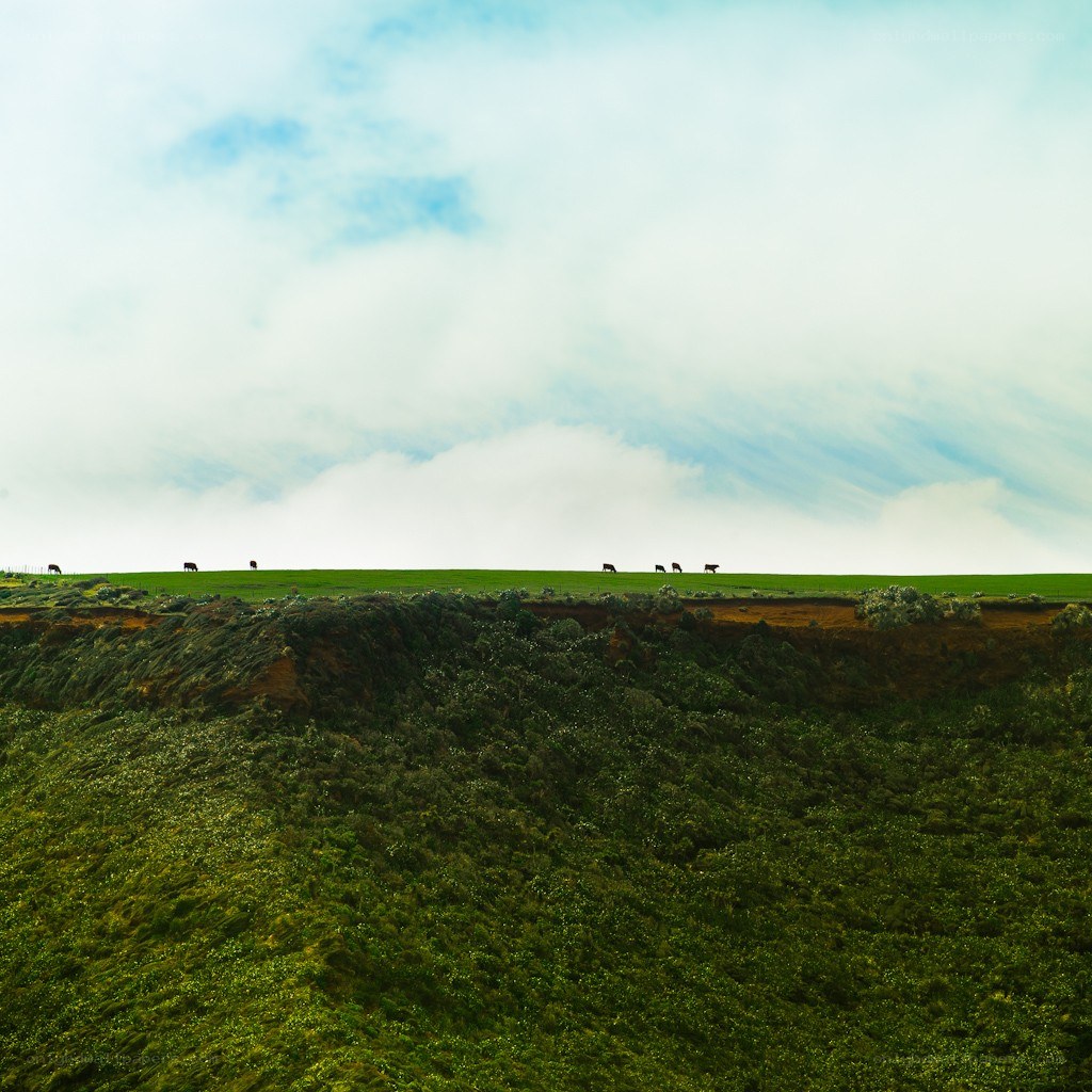 Cows grazing on a cliff