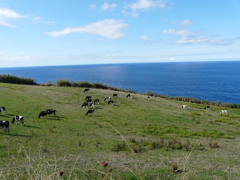 Cows grazing on a coastal hill
