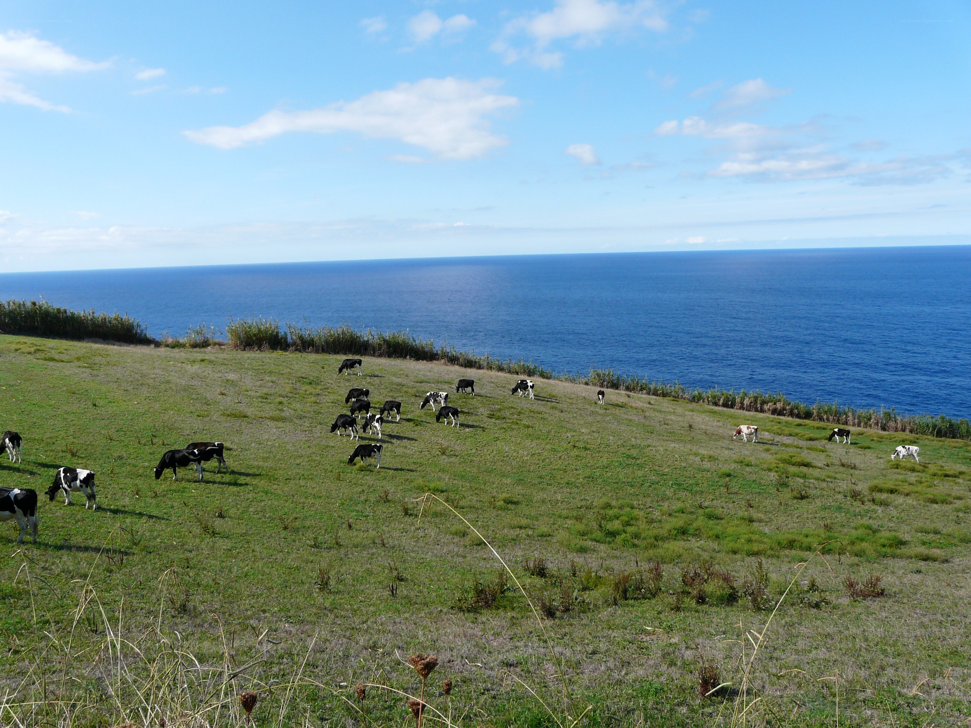 Cows grazing on a coastal hill