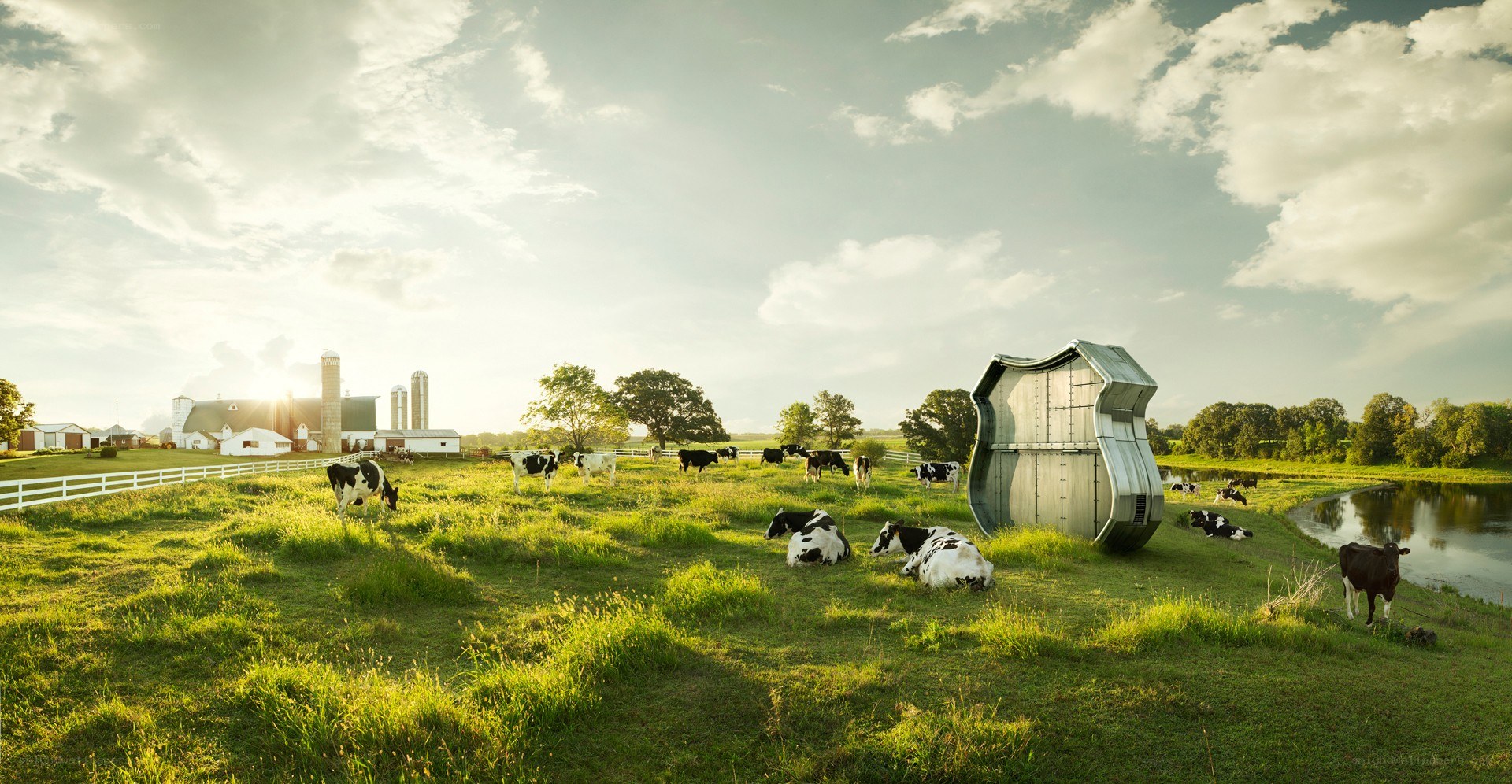 Cows grazing on a farm