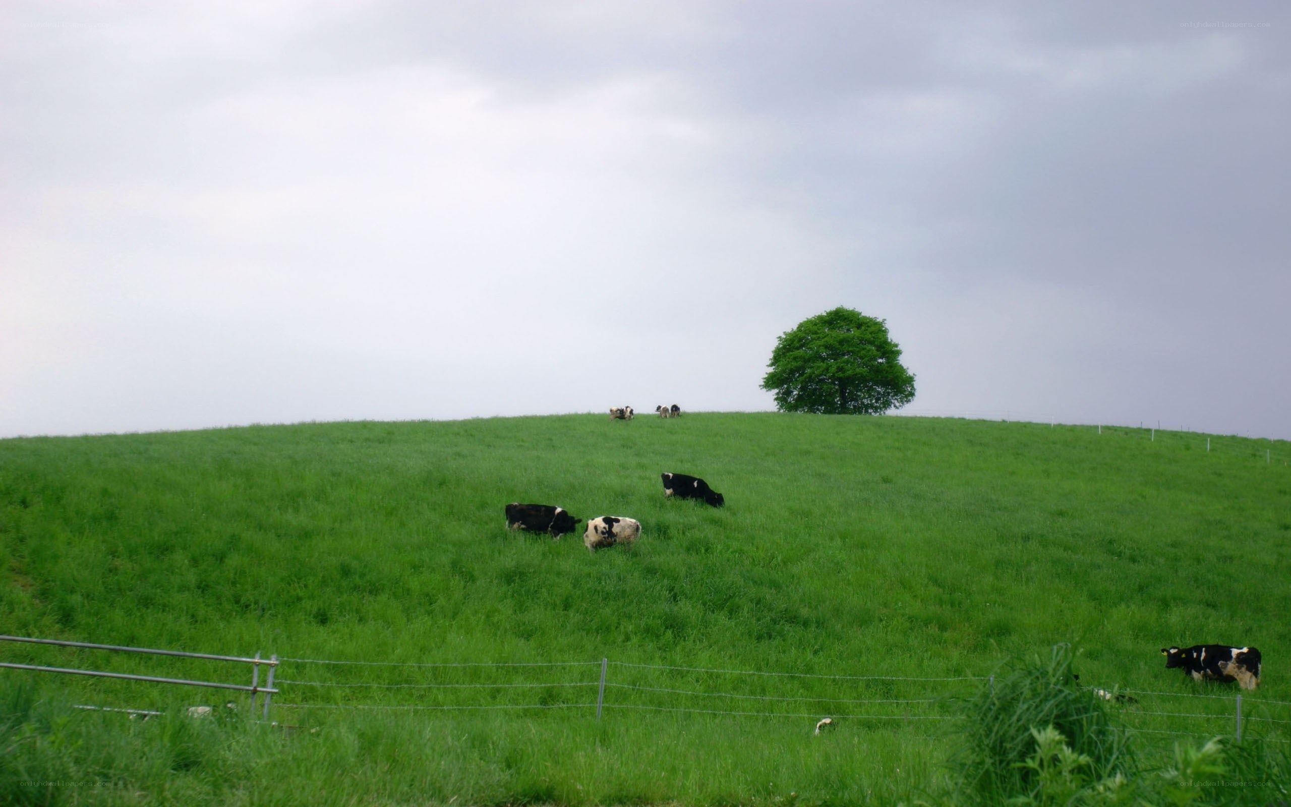 Cows grazing on a green hill