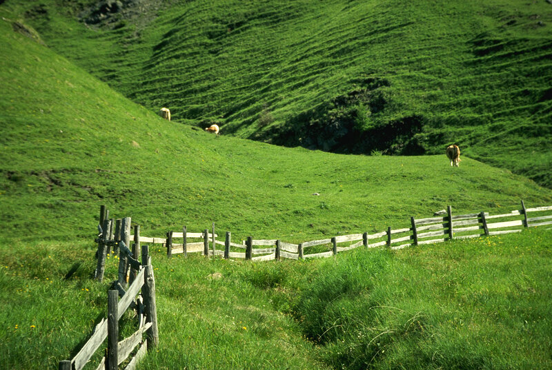 Cows grazing on a green hillside