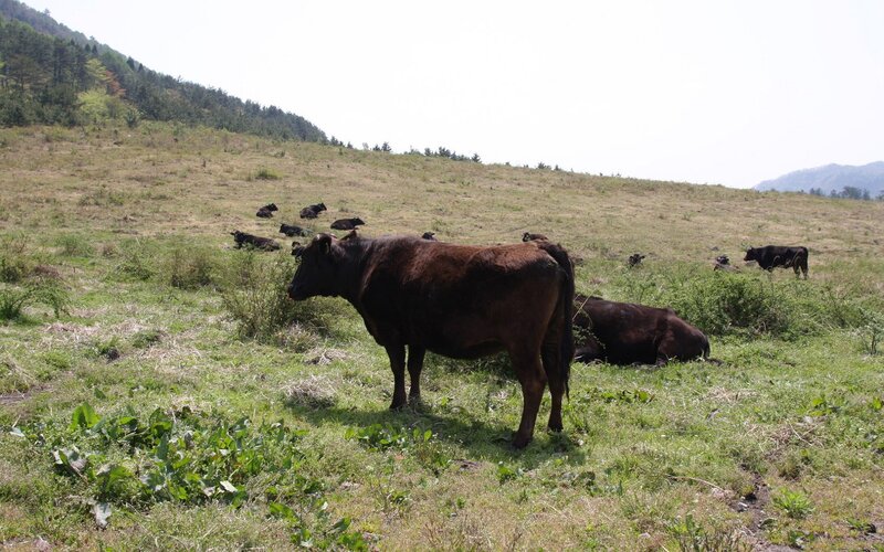 Cows grazing on a hillside
