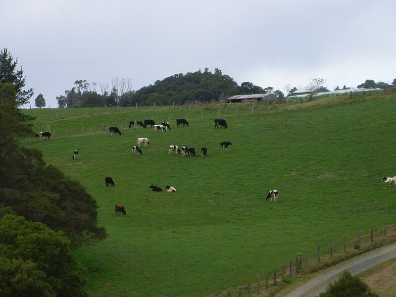 Cows grazing on a hillside