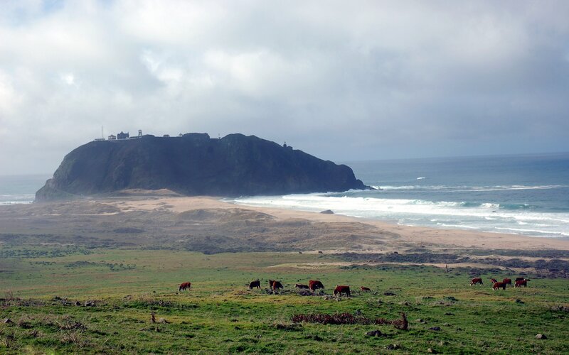 Cows Grazing on Coast — Green