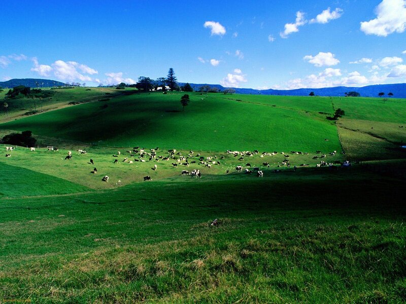 Cows grazing on green hills