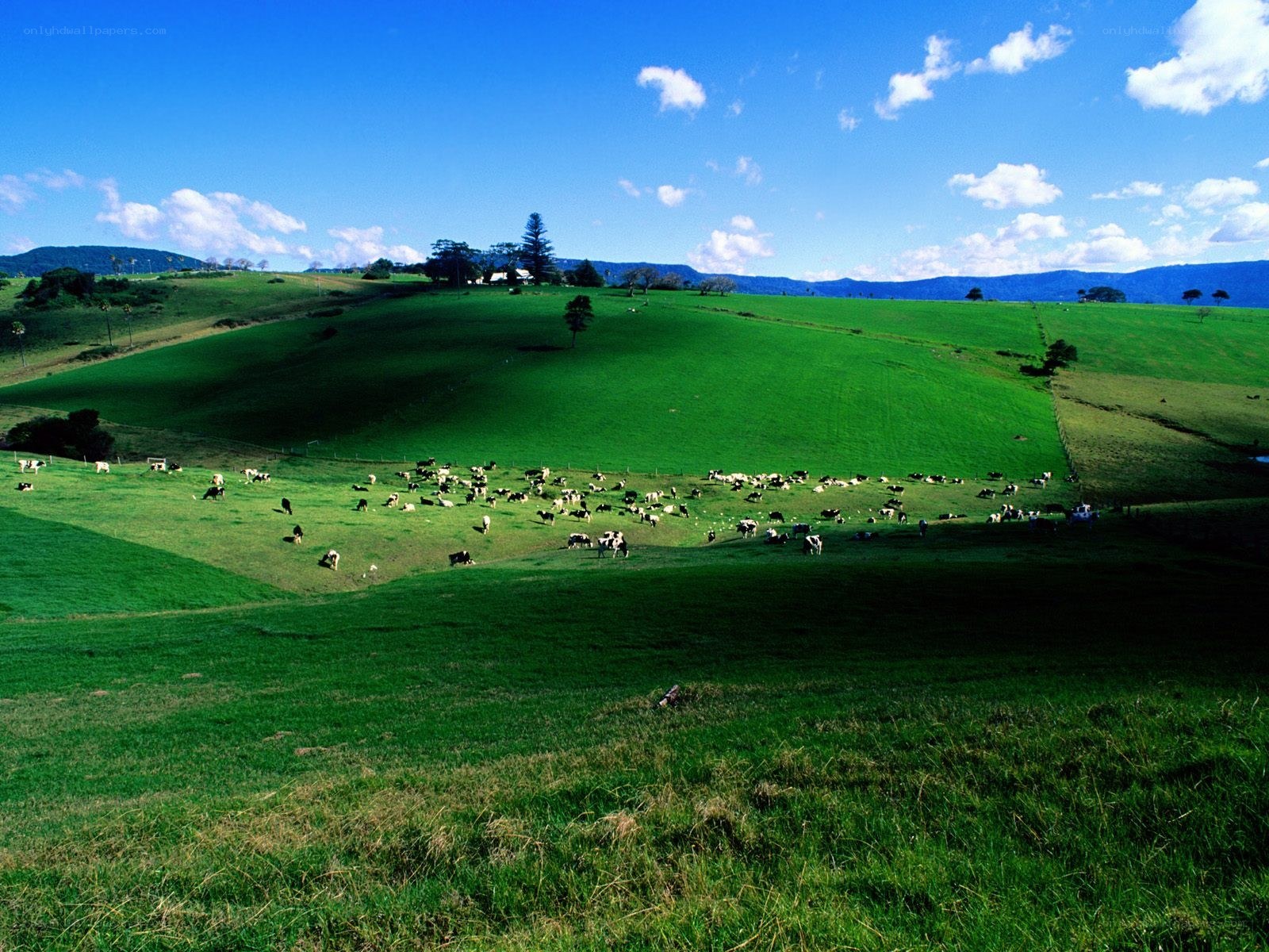 Cows grazing on green hills