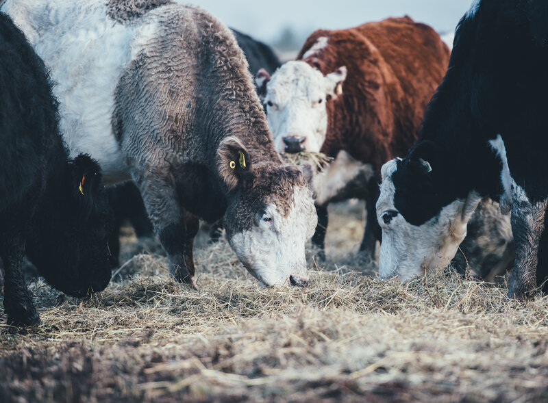 Cows grazing on hay