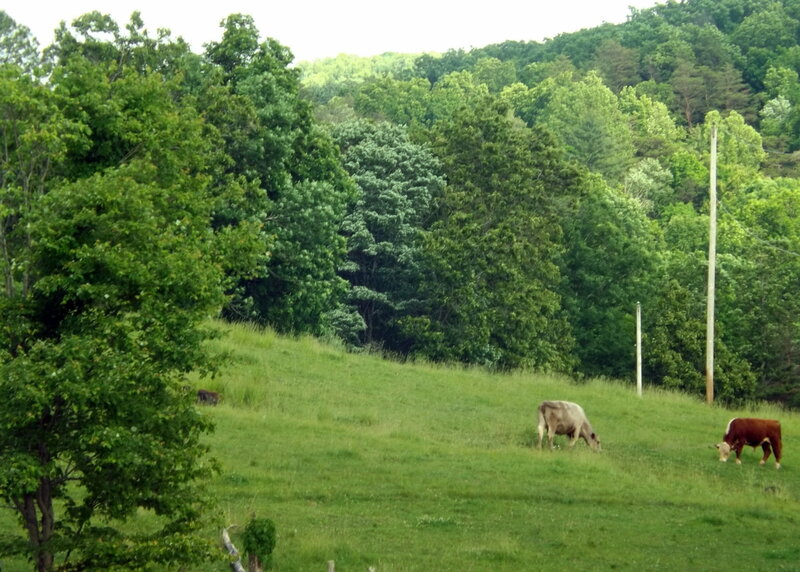 Cows Grazing on Hill — Green, Serene, Afternoon