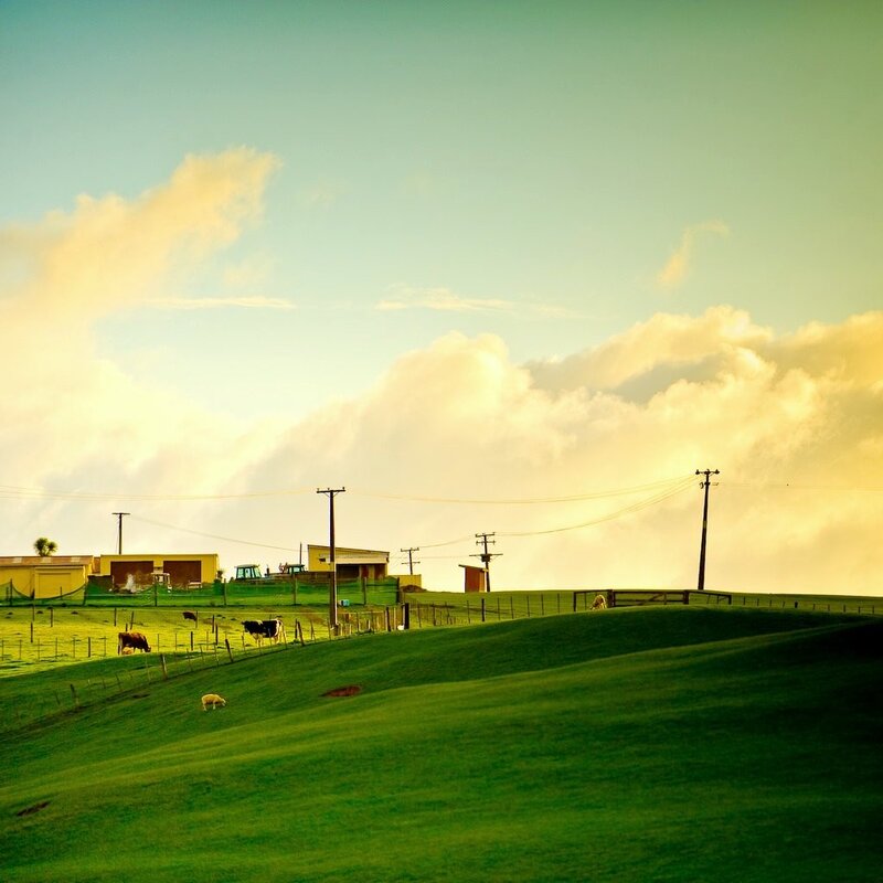 Cows Grazing on Hill — Green, Serene, Sunset